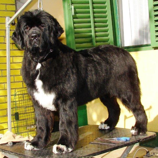 Фото: ньюфаундленд Eleganza vom Darius Land