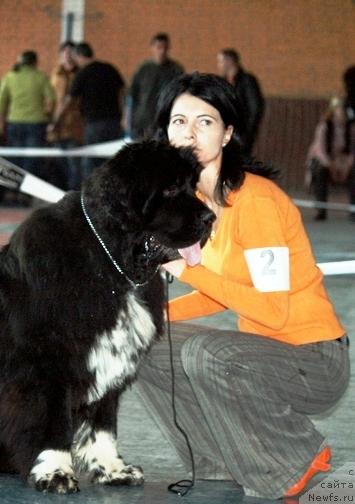 Фото: ньюфаундленд Eleganza vom Darius Land