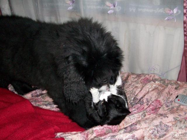 Фото: Наталья Бережнева, ньюфаундленд Карат из Медвежьего Яра (Karat iz Medvejyego Yara)