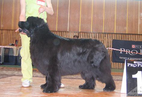 Фото: ньюфаундленд Юнспотид Хай Из Медвежьего Яра (Yunspotid Hay iz Medvejyego Yara)