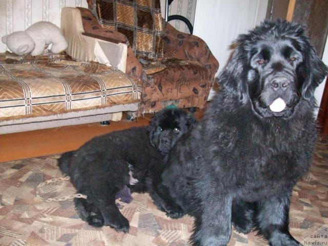 Фото: ньюфаундленд Карат из Медвежьего Яра (Karat iz Medvejyego Yara)