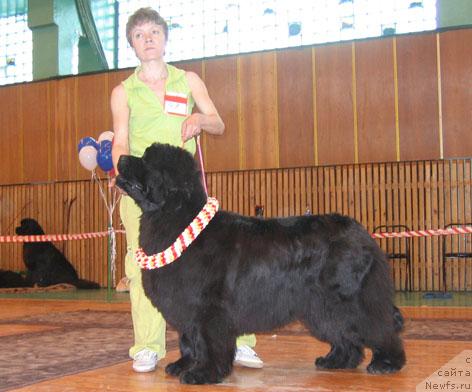 Фото: ньюфаундленд Юнспотид Хай Из Медвежьего Яра (Yunspotid Hay iz Medvejyego Yara)