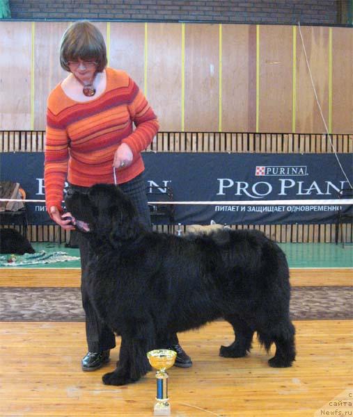 Фото: ньюфаундленд Царевич Славный из Медвежьего Яра (Tsarevich Slavny iz Medvejyego Yara)