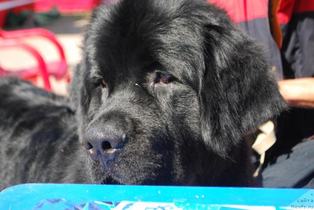 Фото: ньюфаундленд Смигар Империя Страсти