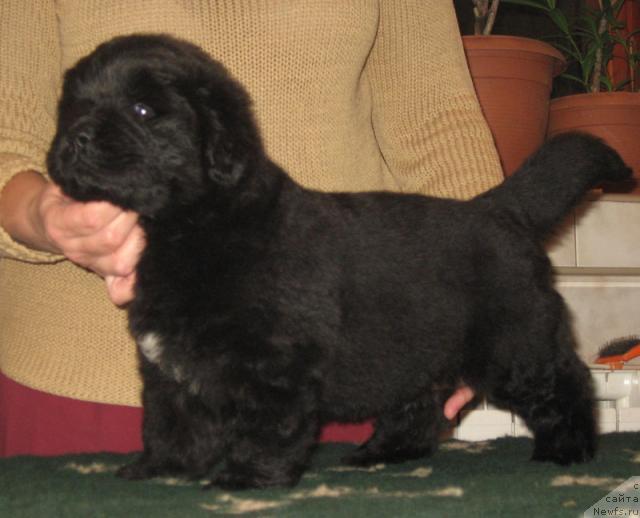 Фото: ньюфаундленд Оберег с Берега Дона