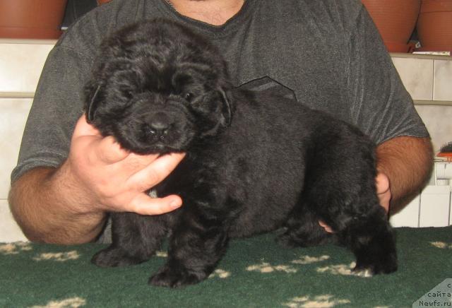 Фото: ньюфаундленд Оберег с Берега Дона