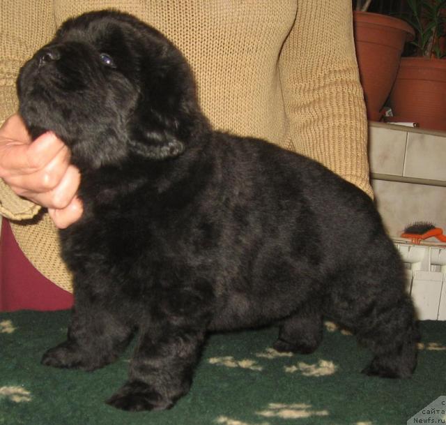 Фото: ньюфаундленд Отважный с Берега Дона