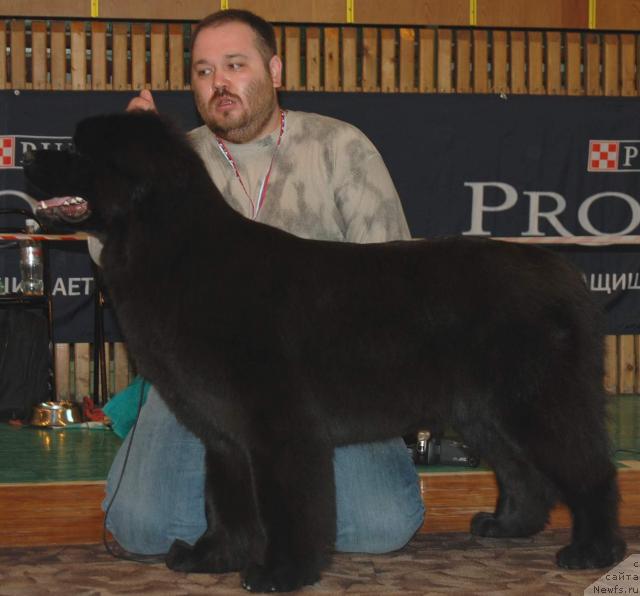 Фото: ньюфаундленд Жемчужина Ростова с Берега Дона (Zhemchuzhina Rostova s Berega Dona), Кирил Ермаков