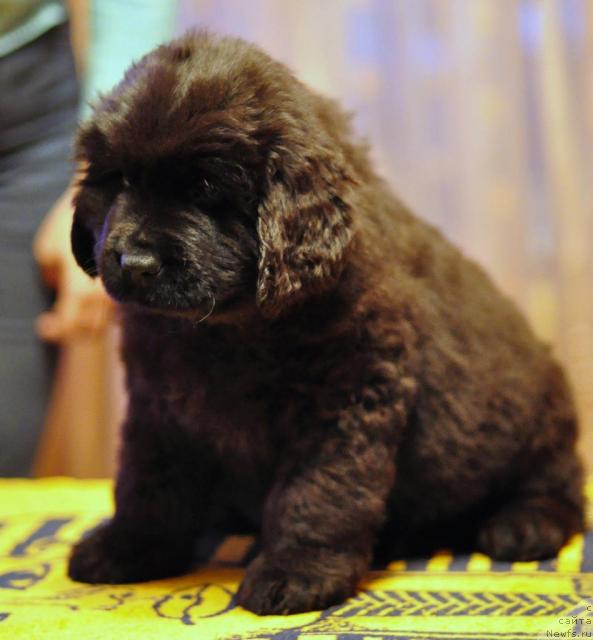 Фото: ньюфаундленд Потап Яна