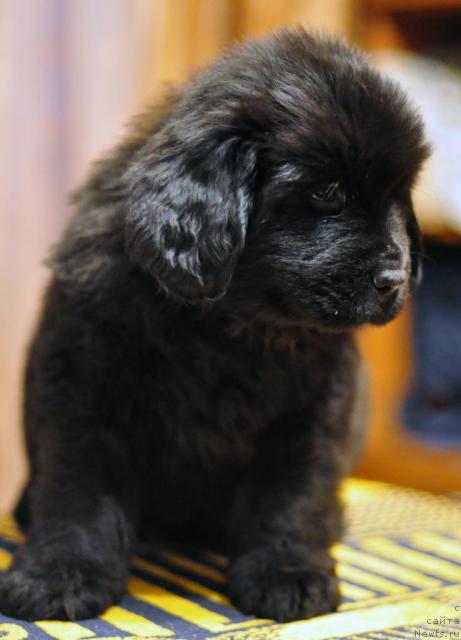 Фото: ньюфаундленд Потап Яна