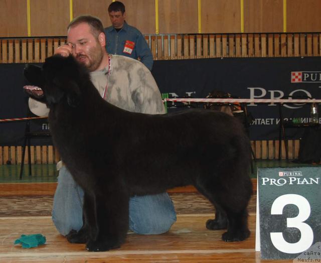 Фото: ньюфаундленд Жемчужина Ростова с Берега Дона (Zhemchuzhina Rostova s Berega Dona), Кирил Ермаков