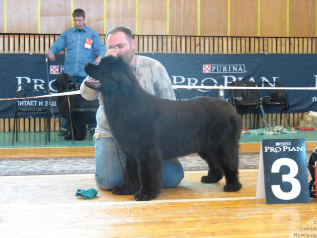 Фото: ньюфаундленд Жемчужина Ростова с Берега Дона (Zhemchuzhina Rostova s Berega Dona), Кирил Ермаков