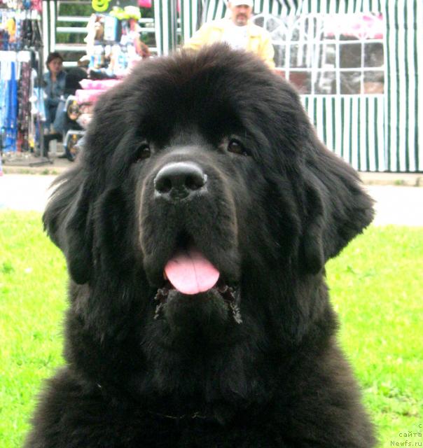 Фото: ньюфаундленд Бегущая по Волнам Вам и не Снилось (Begushaya po Volnam Vam I Ne Snilos)