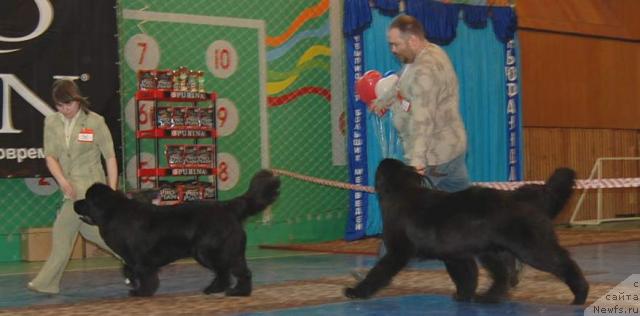 Фото: ньюфаундленд Жемчужина Ростова с Берега Дона (Zhemchuzhina Rostova s Berega Dona), ньюфаундленд Супер Бизон Анталия, Кирил Ермаков, Наталия Снигирева