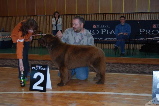Фото: ньюфаундленд Ёка Она с Берега Дона (Joka Ona s Berega Dona), Кирил Ермаков