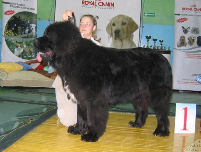 Фото: ньюфаундленд Лучший Друг из Тихого Омута