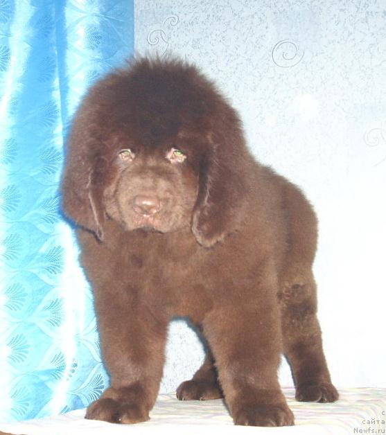 Фото: ньюфаундленд Рич-Н-Бьютифул