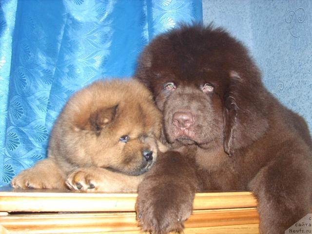 Фото: ньюфаундленд Рич-Н-Бьютифул, и Есенин Файер Сталкер!