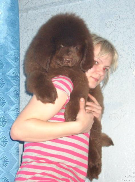 Фото: ньюфаундленд Роллс Ройс