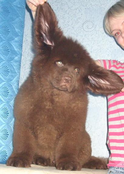 Фото: ньюфаундленд Роллс Ройс