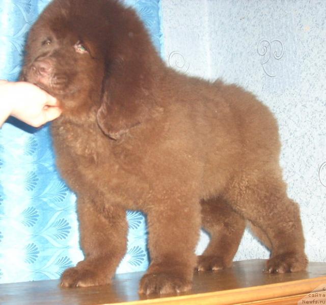 Фото: ньюфаундленд Роллс Ройс