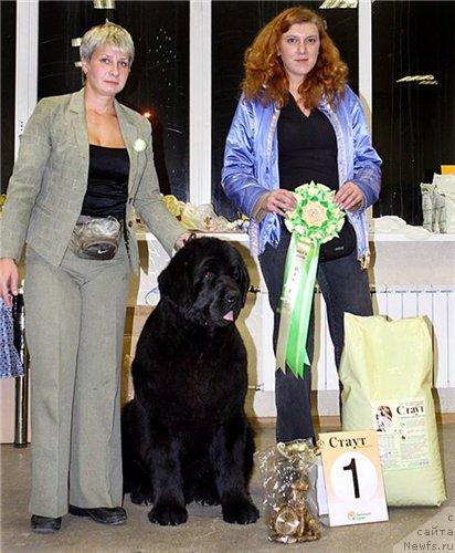 Фото: ньюфаундленд Giacomo vom Darius Land