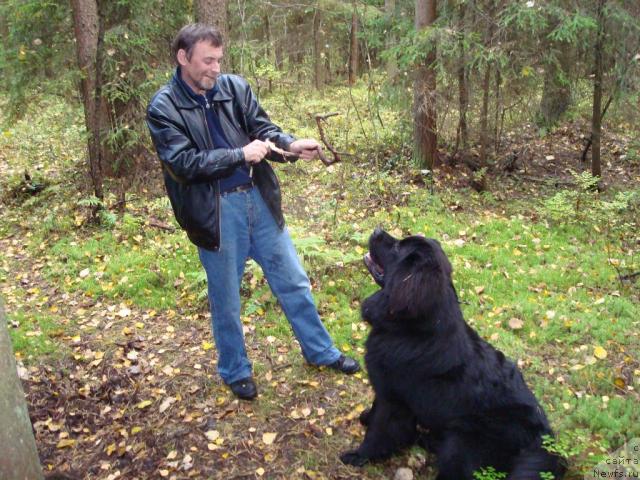 Фото: ньюфаундленд Смигар Дар Божий