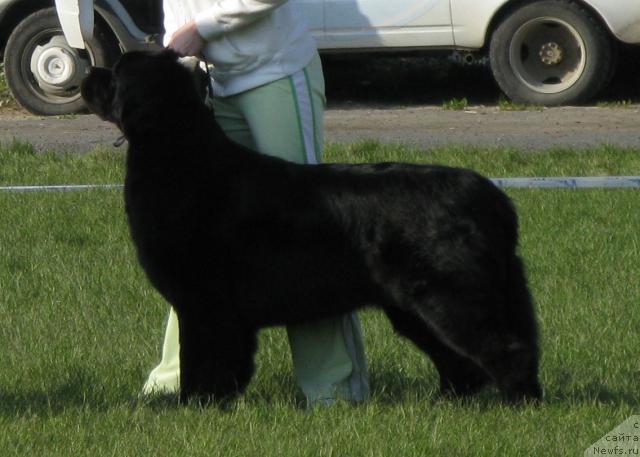 Фото: ньюфаундленд Фентази (Fantasy)