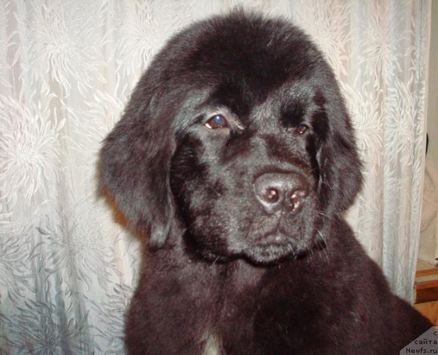 Фотография № 34928