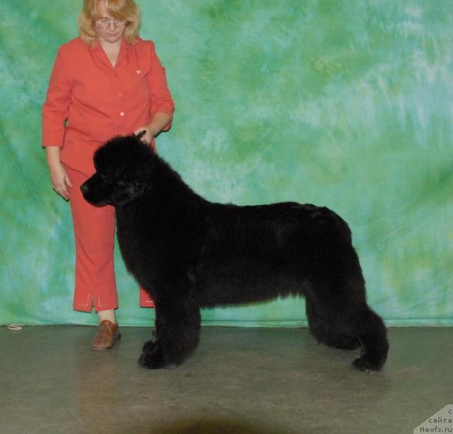 Фото: ньюфаундленд Сент Джонс Романсе оф Лав (Sent Djons Romance of Love)