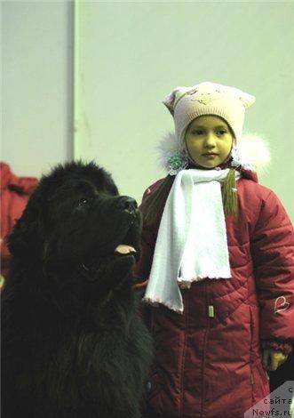 Фото: ньюфаундленд Плюшевая Панда Искрящийся Калипсо (Plushevaya Panda Iskryaschiysya Calipso)