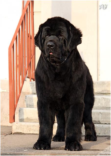 Фото: ньюфаундленд Giacomo vom Darius Land