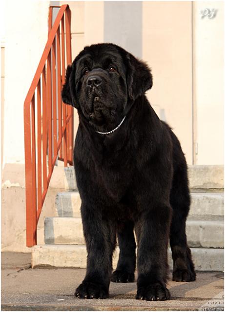 Фото: ньюфаундленд Giacomo vom Darius Land