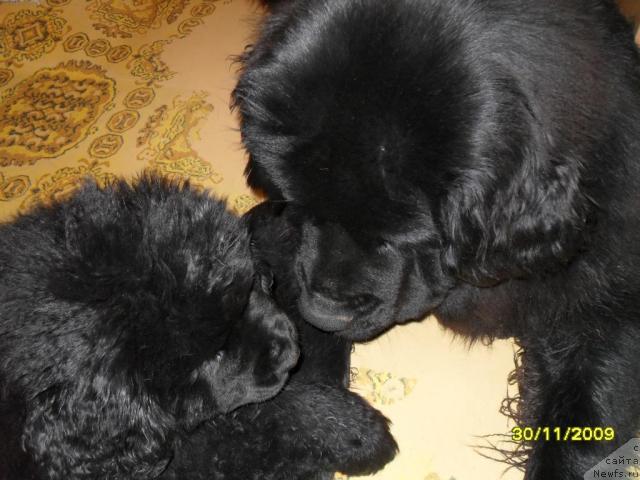 Фото: ньюфаундленд Топтыжка Спящая Красавица