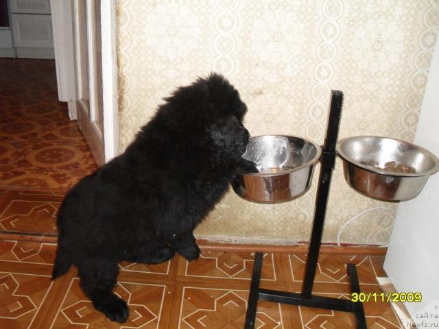 Фото: ньюфаундленд Топтыжка Диадема из Черного Жемчуга