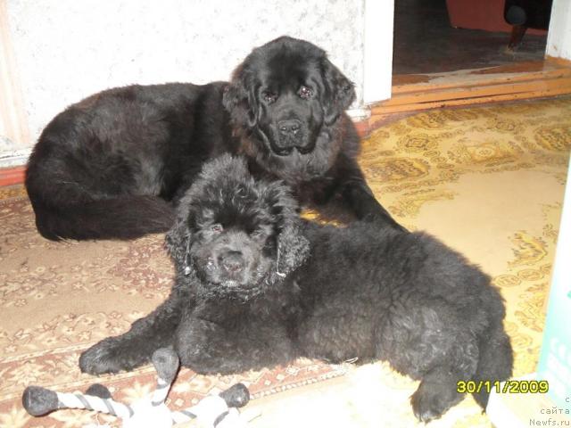 Фото: ньюфаундленд Топтыжка Спящая Красавица