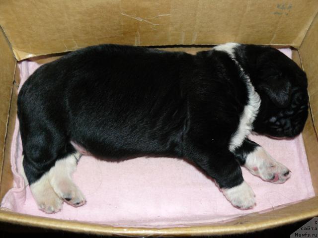 Фото: ньюфаундленд Пчёлкин Дом Гранд Геркулес