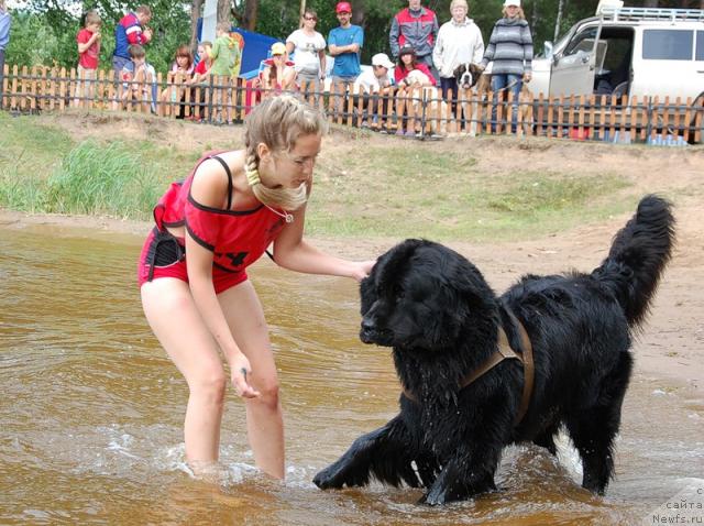Фото: ньюфаундленд Маг Исполин Копперфильд, Александра Канунникова