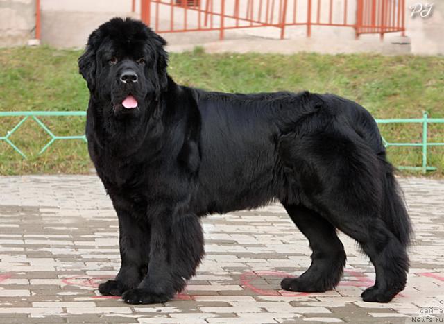 Фото: ньюфаундленд Плюшевая Панда Кендра Дюрбахлер Клаб