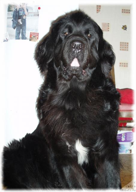 Фото: ньюфаундленд Маг Исполин Копперфильд