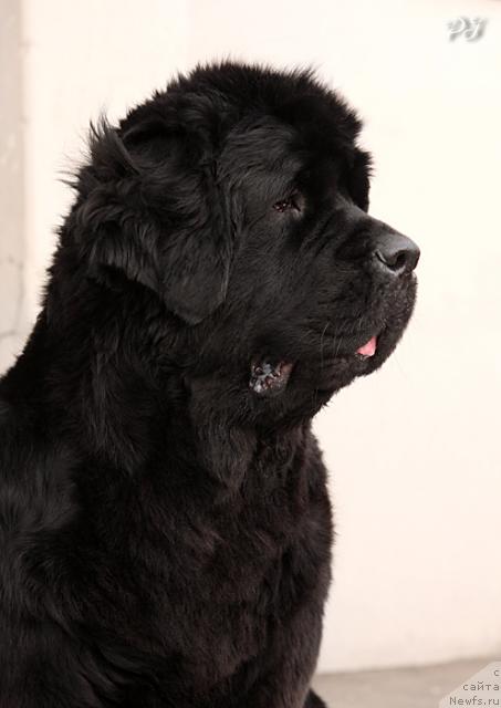 Фото: ньюфаундленд Плюшевая Панда Кендра Дюрбахлер Клаб