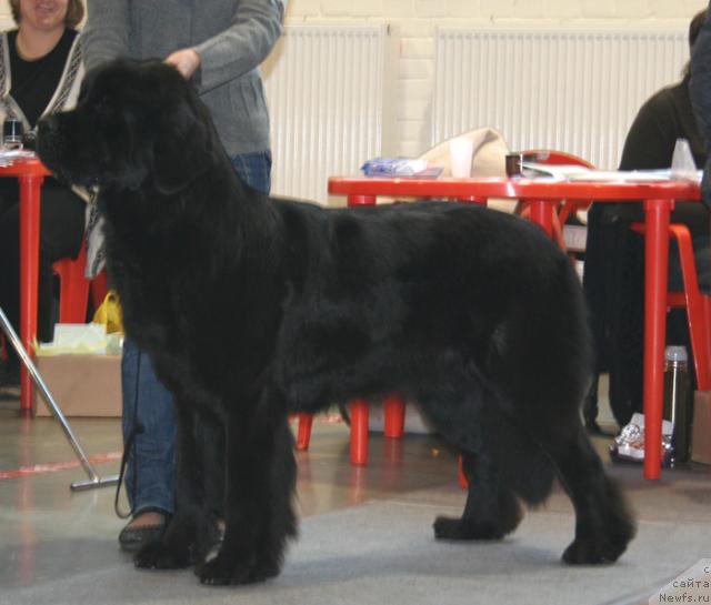 Фото: ньюфаундленд Дар Свезы Айдана с Изюминкой (Dar Svezy Aydana s Izuminkoy)