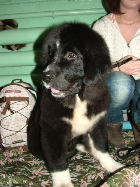 Фото: ньюфаундленд Маг Исполин Лавина (Mag Ispolin Lavina)