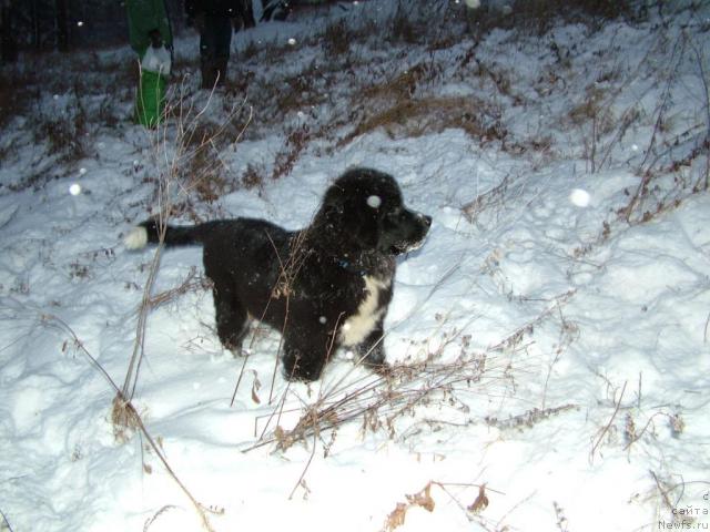 Фотография № 34987