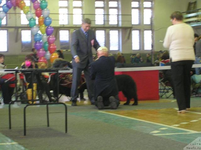 Фото: ньюфаундленд Интерио Соури из Медвежьего Яра (Interio Souri iz Medvejyego Yara), Юрий Рахтиенко