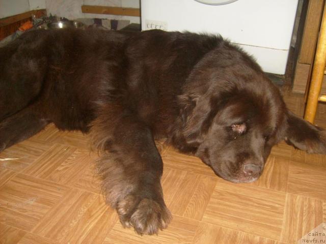 Фото: ньюфаундленд Фанньюф Акудзява Назаровна
