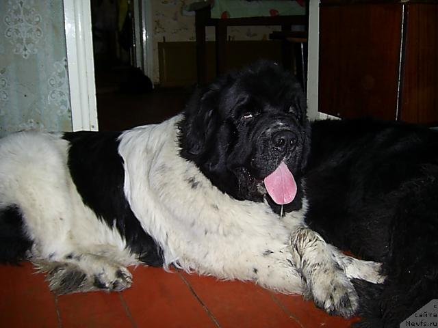 Фото: ньюфаундленд Супер Бизон Батон