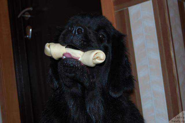 Фото: ньюфаундленд Формула Любви от Сибирского Медведя