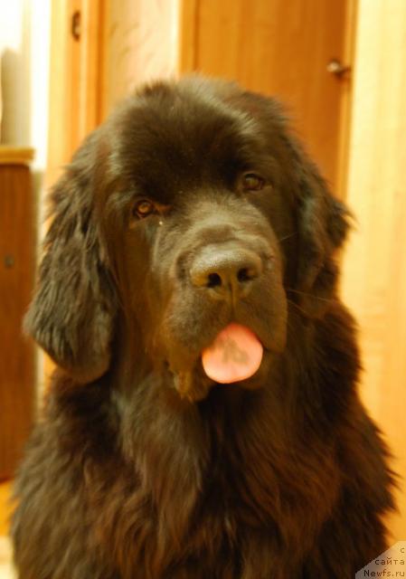 Фото: ньюфаундленд Формула Любви от Сибирского Медведя