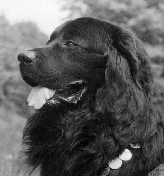 Фото: ньюфаундленд Зурай Дарджи Бей